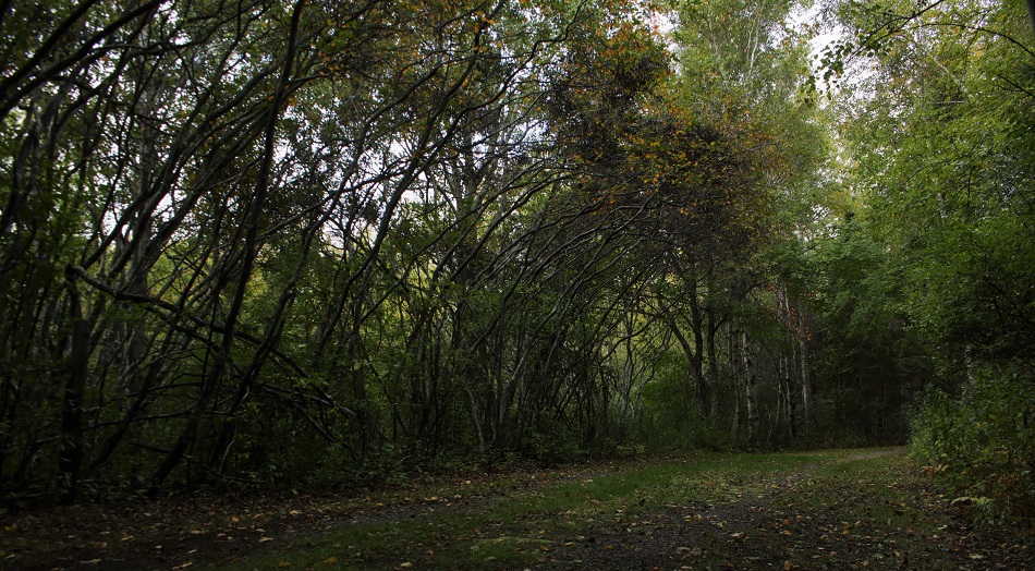 Culloden Cairn Trail 1.jpg
